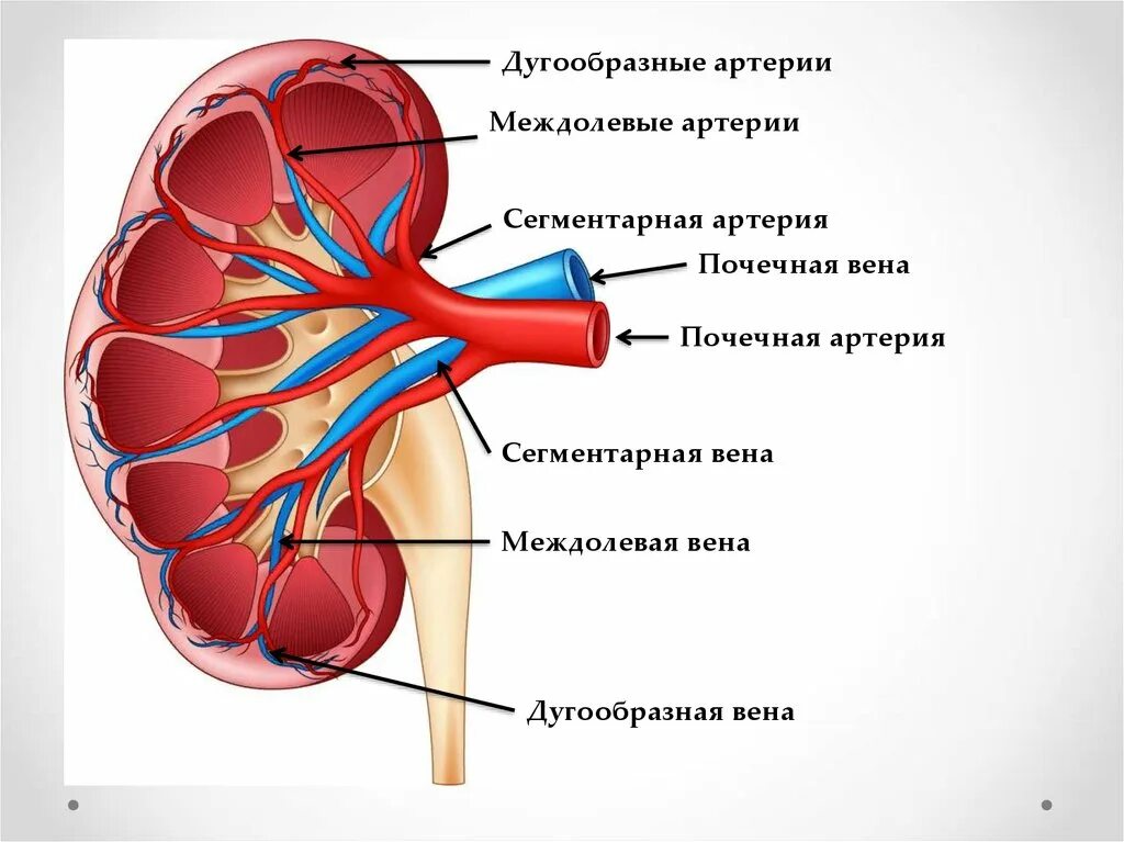 Артерии почки, строение анатомия. Кровоснабжение почки анатомия артерии. Почечная артерия и почечная Вена. Сосуды почки анатомия.