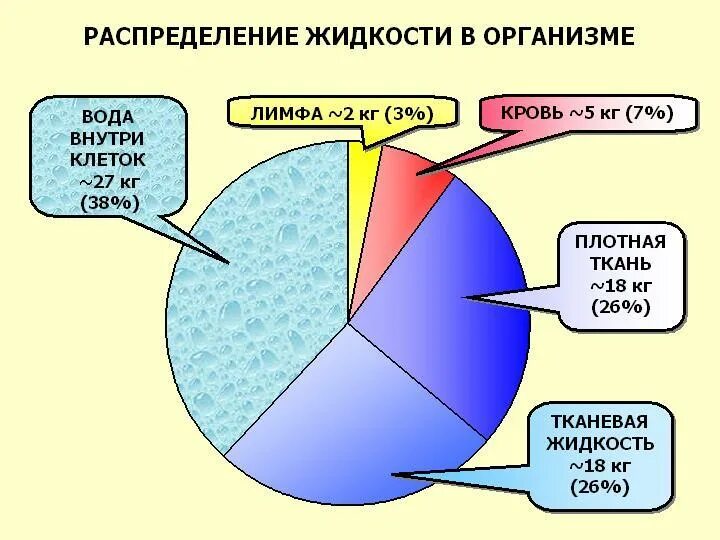 Сколько жидкостей в организме. Распределение воды в организме человека. Содержание и распределение воды в организме. Распределение жидкости в организме схема. Распределение воды в органах и тканях.