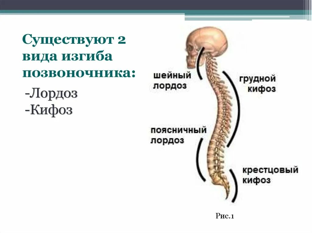 Четыре изгиба позвоночника