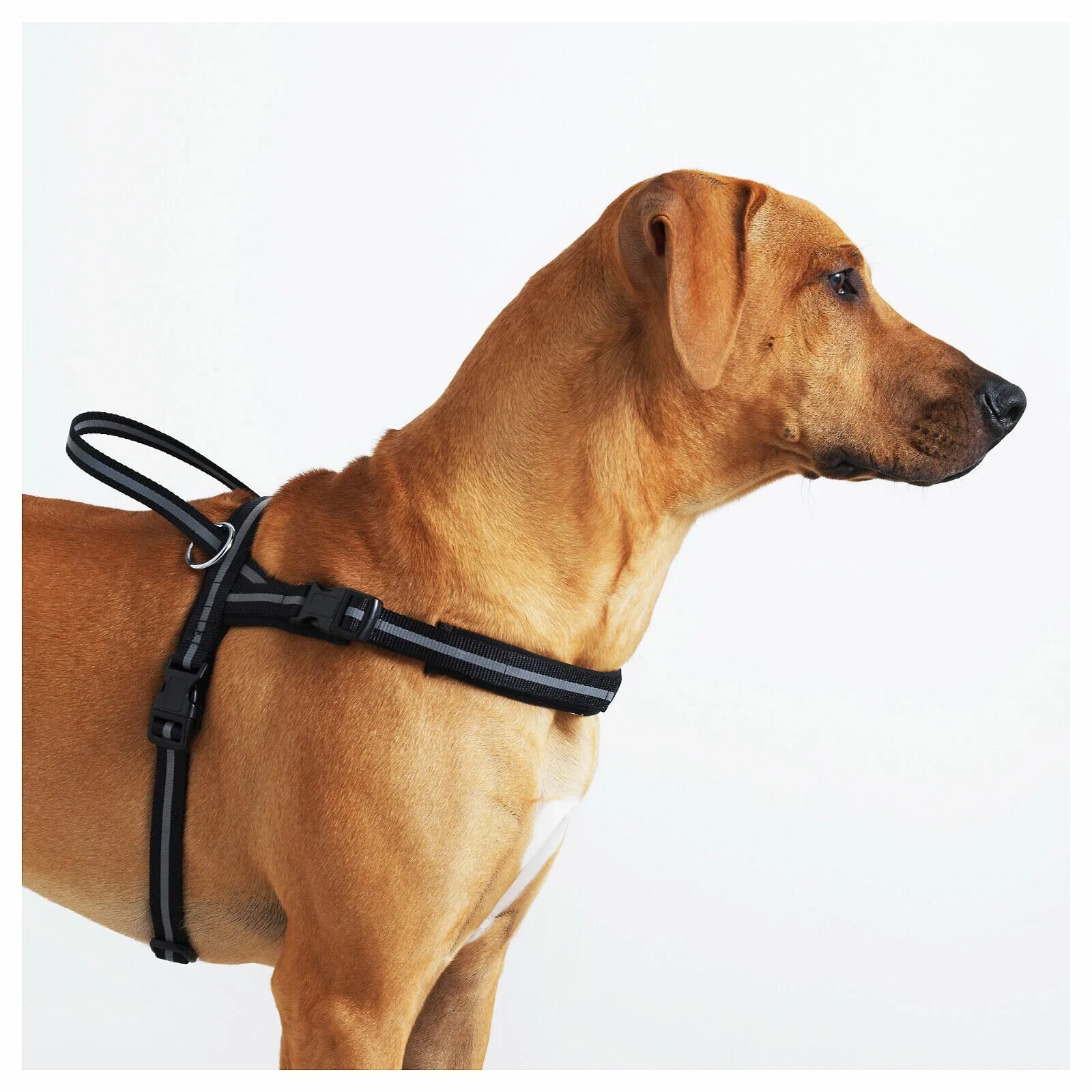 Купить шлейки для крупных пород. Шлейка Premium Dog harness. Лурвиг шлейка. Шлейка икеа. Шлейка Ферпласт правильная.