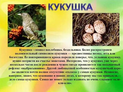Как писатель относится к кукушке есть