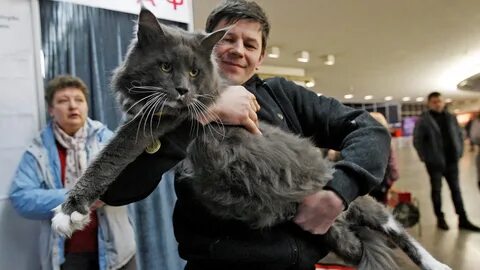 10 больших кошек
