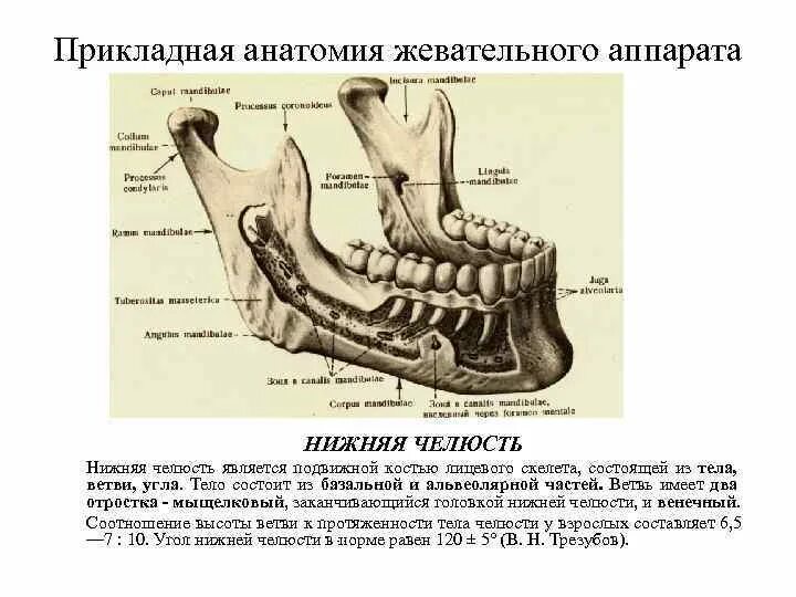 Отдел скелета челюсти. Строение верхней и нижней челюсти анатомия. Строение кости верхней челюсти. Скелет жевательного аппарата. Верхняя челюсть. Строение скелета жевательного аппарата.