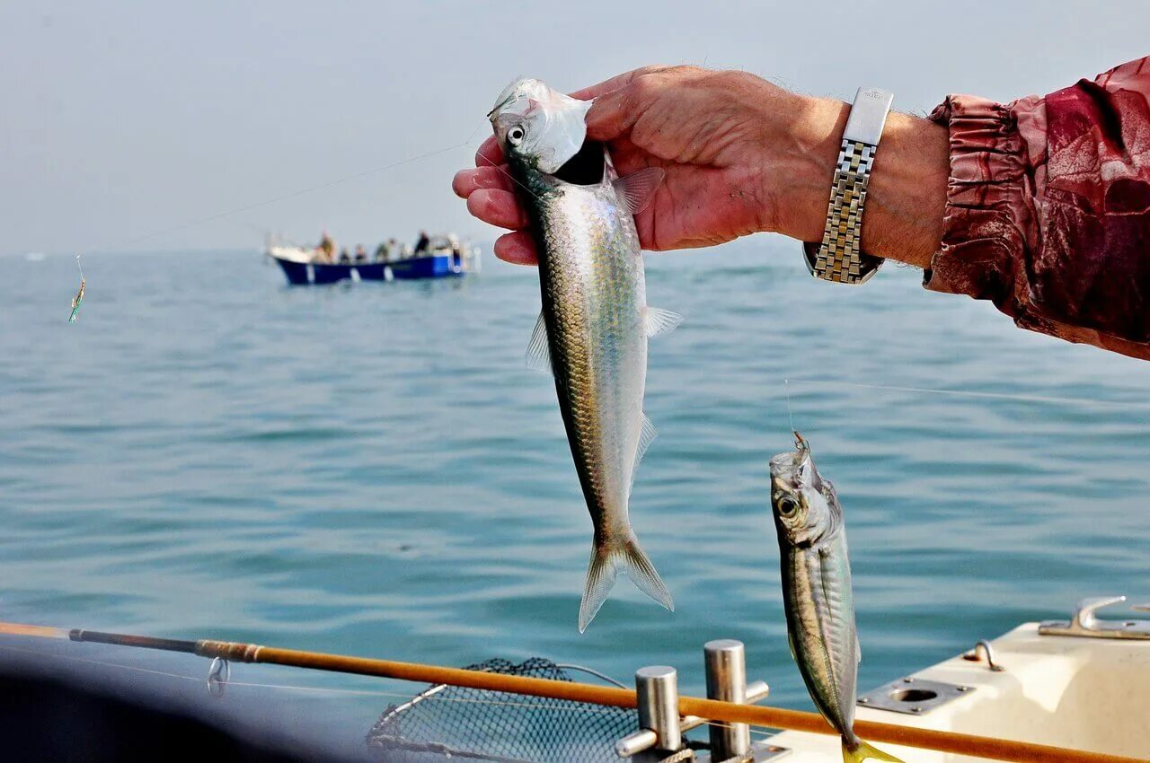 Экскурсия морская рыбалка в сочи. Морская рыбалка сочи. Рыбалка в адлере. Черноморская рыбалка, сочи. Морская рыбалка.