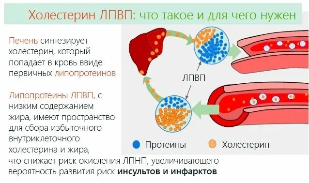 Холестерин лпнп повышен причины у мужчин. Холестерин липопротеинов низкой высокой плотности. Холестерина липопротеинов высокой плотности (ЛПВП);. Холестерин высокой и низкой плотности что это такое. Холестерин высокой плотности 1.79.