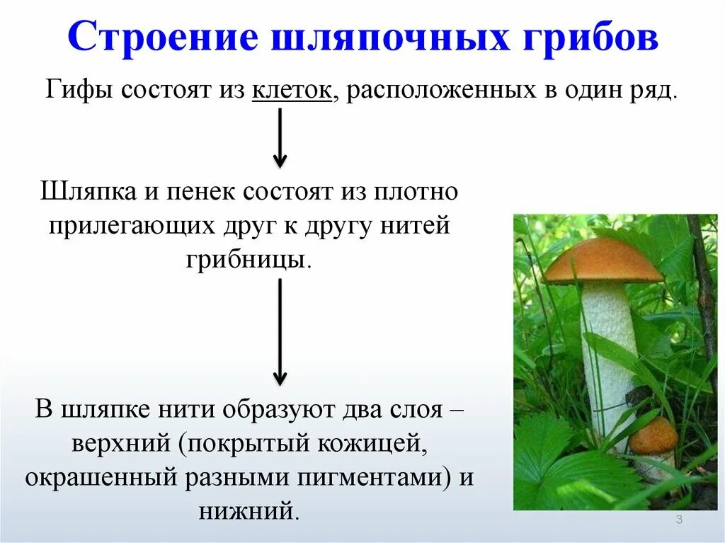 В чем сходство и различие шляпочных грибов. Анатомия шляпочных грибов. Строение гриба с грибницей. Строение шляпки грибов. Строение шляпочных грибов.