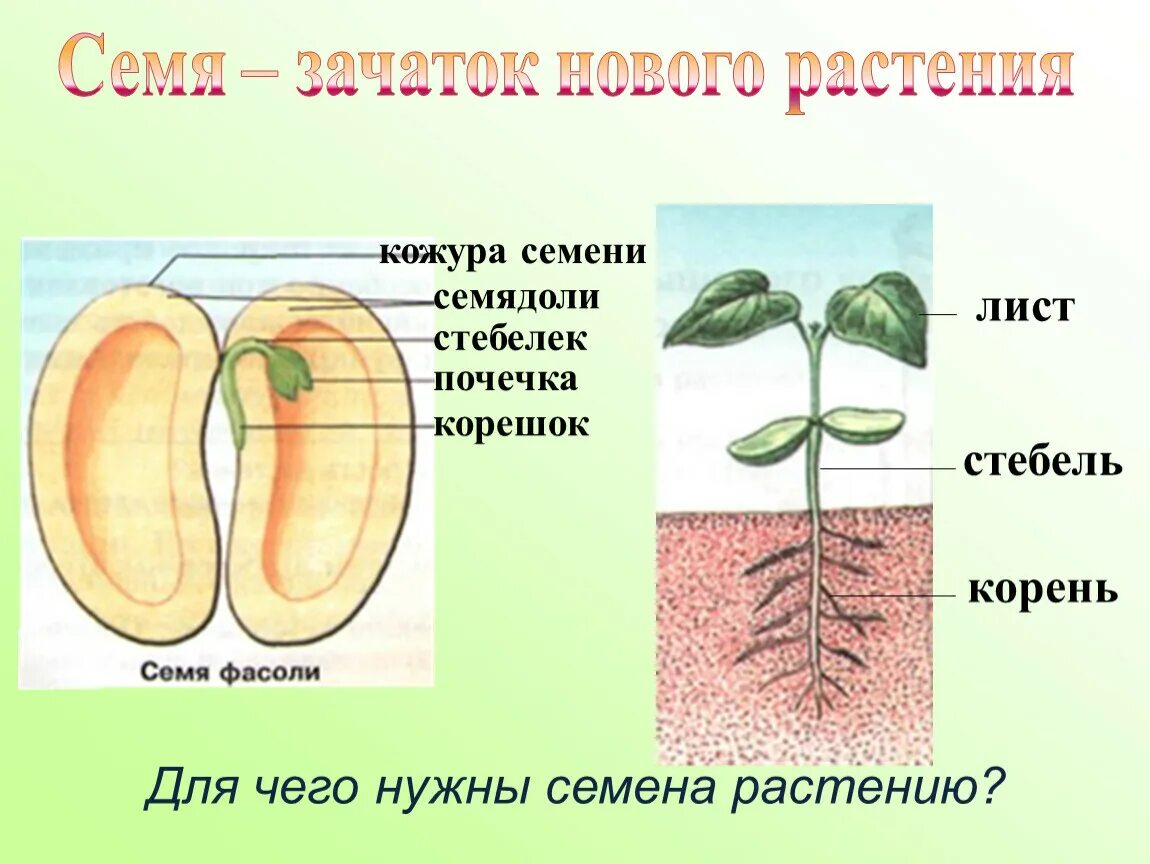 Часть кожуры семени. Семядоли у двудольных растений. Прорастание семян семядоли. Семидолиу растений 6 класс биология. Строение семядоли 6 класс биология.