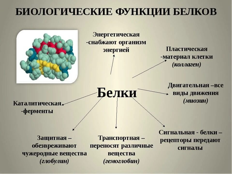 В каких веществах и структурах
