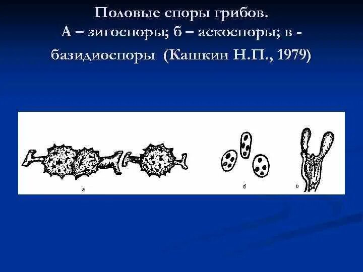 Половые споры грибов. Аскоспоры и базидиоспоры. Половые споры грибов зигоспоры. Половое размножение аскоспорами.