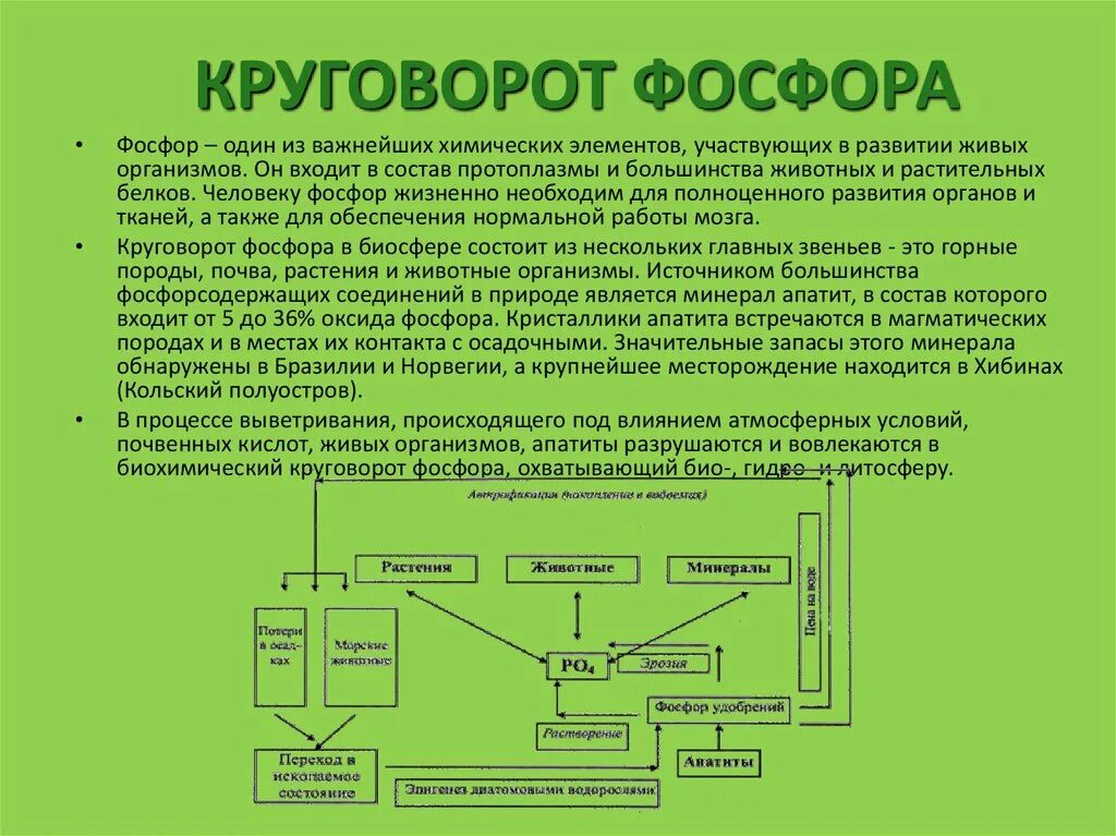 Круговорот фосфора схема 9 класс биология. Биохимический цикл фосфора схема 9 класс. 2 Этапа круговорота фосфора. Биогеохимический цикл фосфора схема.