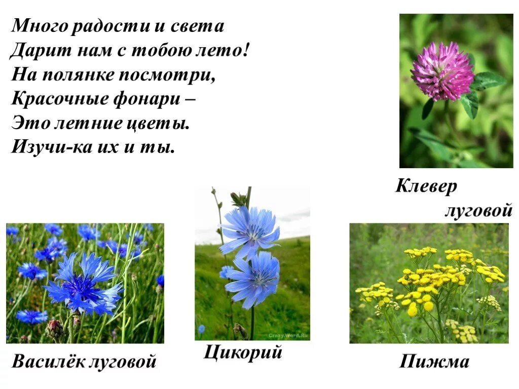 Цветы лета рассказ. Цикорий Василек Луговой окружающий мир. Сообщение о летнем растении. Презентация на тему луговые цветы. Красота лета презентация.