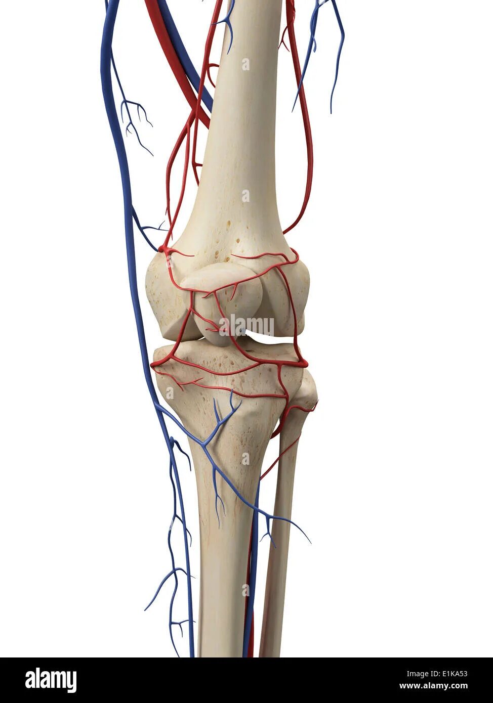 Коленная артерия. Сосуды коленного сустава. Артерии коленного сустава. Кровообращение костей