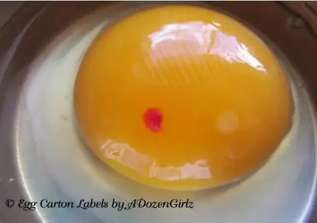 Кровь в яйцах кур. Пятна на желтке куриного яйца. Оплодотворенное куриное яйцо.
