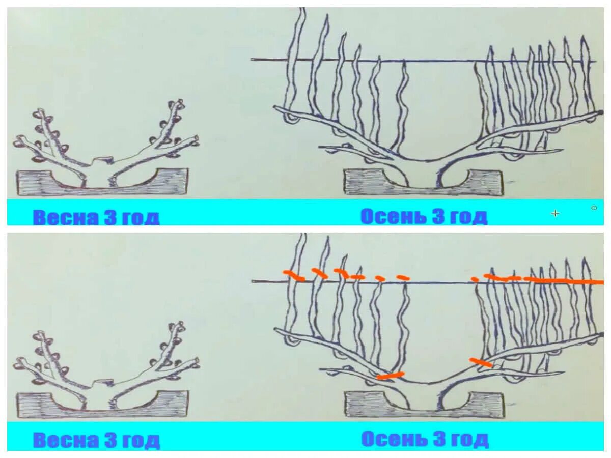 Обрезка винограда осенью. Схема обрезки винограда весной. Донская чаша формировка винограда. Обрезка винограда весной.