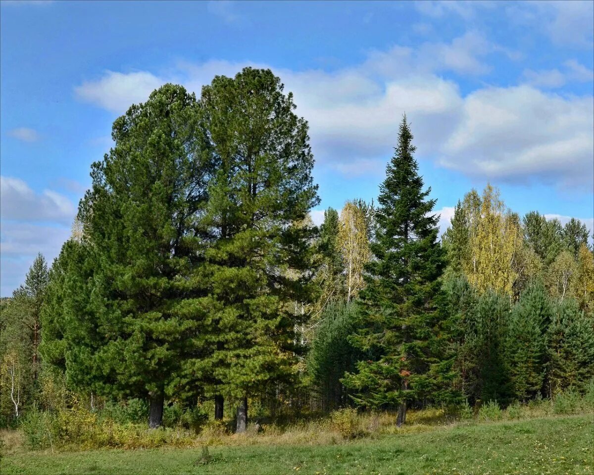 Кедр в подмосковье. Кедр сибирский и пихта сибирская. сибирский кедр дерево. сосна сибирская кедр сибирский. сибирский сосна сосна кедровая.