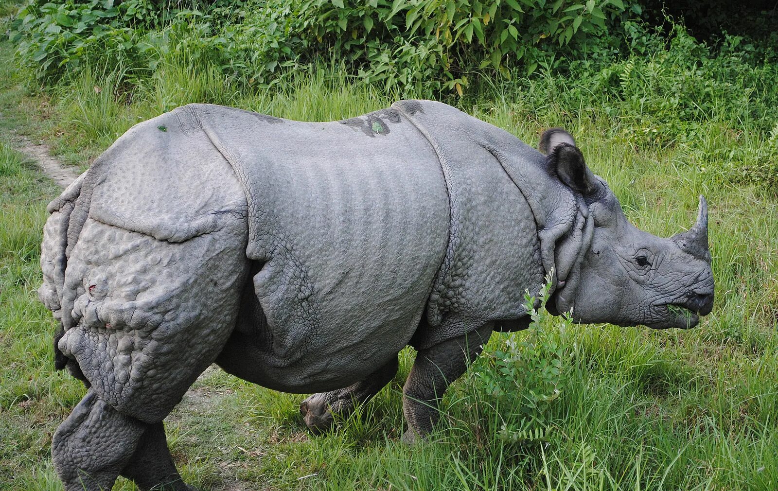 Elephant rhino. Яванский носорог. Аннамский носорог. Носорог яванский Индонезия. Панцирный носорог.