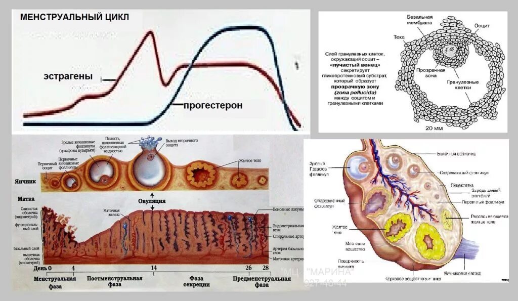 Персистенция фолликула. Фолликулярный эпителий яичника. Цикл желтого тела. Желтое тело секретирует гормон. Фолликул фаза