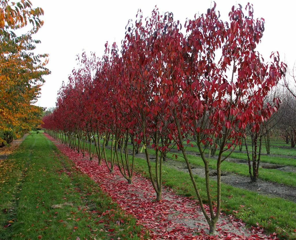 Сакура роял бургунди. Вишня мелкопильчатая Роял бургунди Prunus serrulata. Вишня мелкопильчатая Роял бургунди. Сакура (вишня декоративная) Роял бургунди. Роял бургунди дерево.