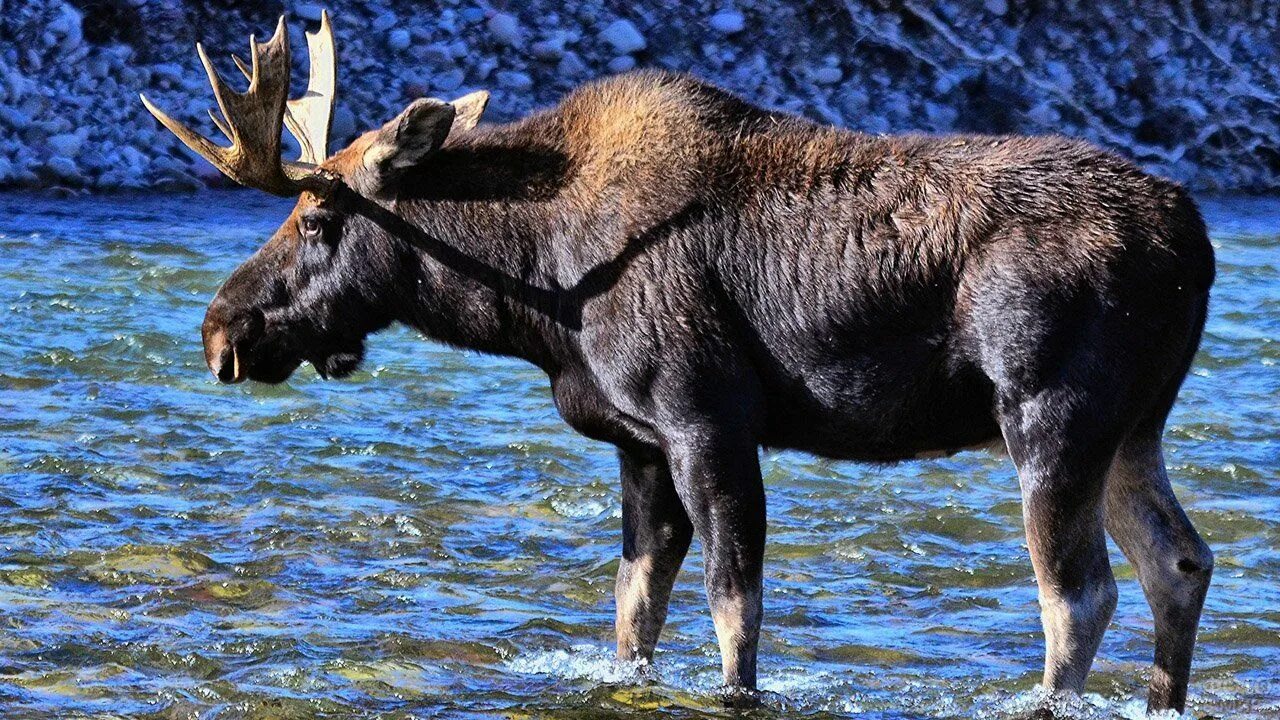 Сохатый это. Сохатый лось. Американский лось. Хэглэн лось. Сохатый лось сибирь байкал.