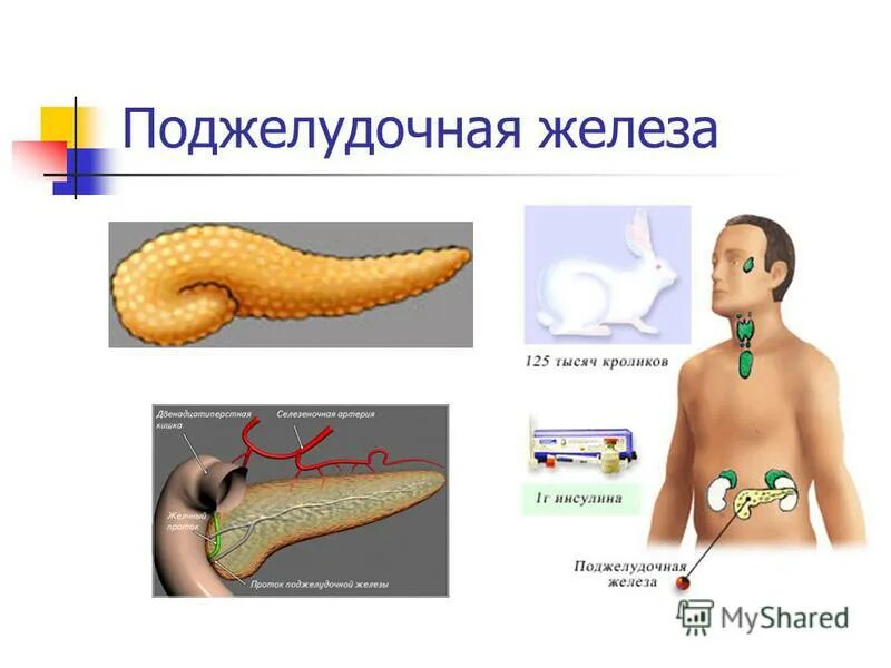 Чем характеризуются железы смешанной секреции