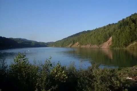 Сосновка кемеровская