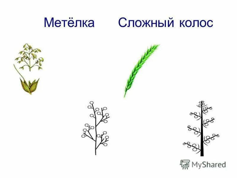 Сложный Колос. Сложный Колос рисунок. Соцветие пшеницы сложный Колос. Соцветие сложный Колос схема. Пшеница простой или сложный