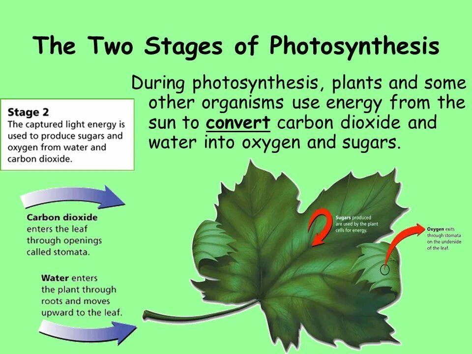 Carbon plants. Фотосинтез на английском. Photosynthesis process. Plants Photosynthesis. Схема фотосинтеза на английском.