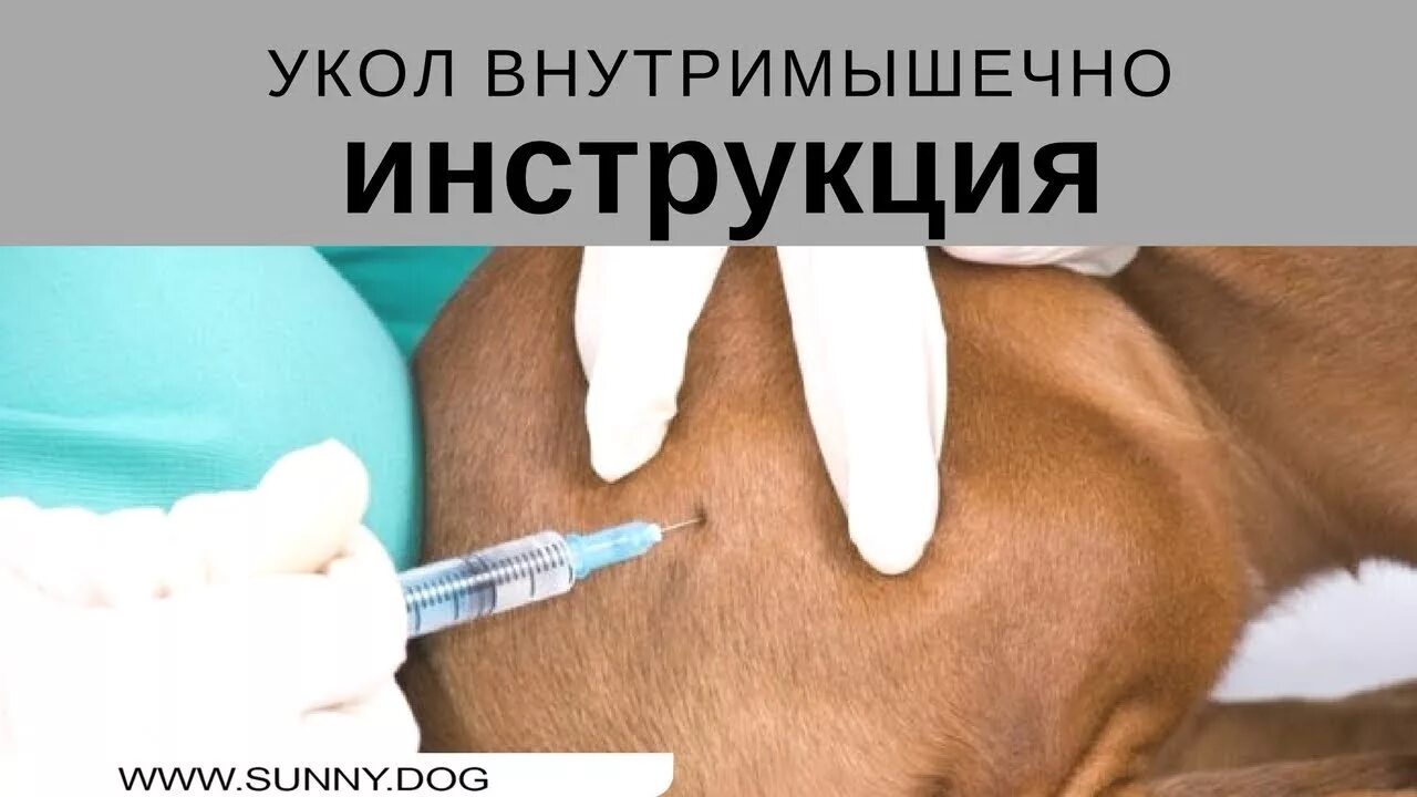 Уколы для животных