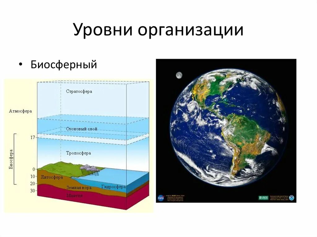 Биосферный уровень общая характеристика. Биосферный уровень организации живой материи. Биосферный уровень организации живого. Биосферный уровень организации жизни. Биосферный уровень жизни.