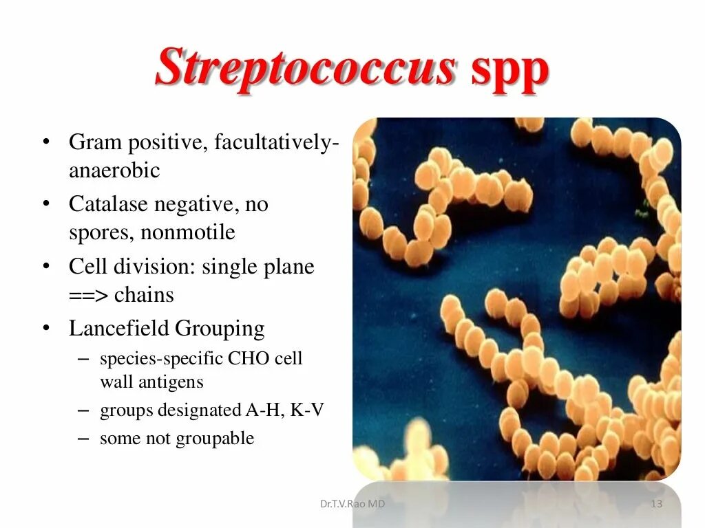 Как лечить стрептококк. Стрептококк spp. стрептококки streptococcus spp.. streptococcus spp. группы viridans. стрептококк грамм.