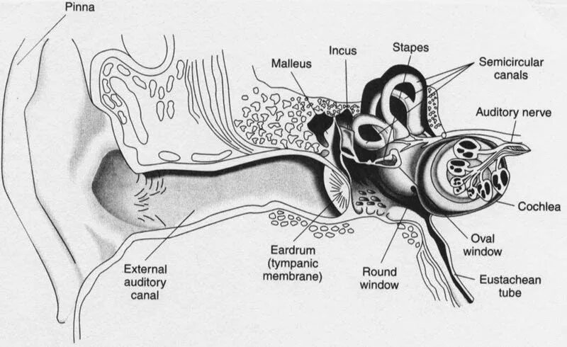 Auditory Analyzer. Auditory Sensory System. Auditory Phonetics. Hearing System. Hear system