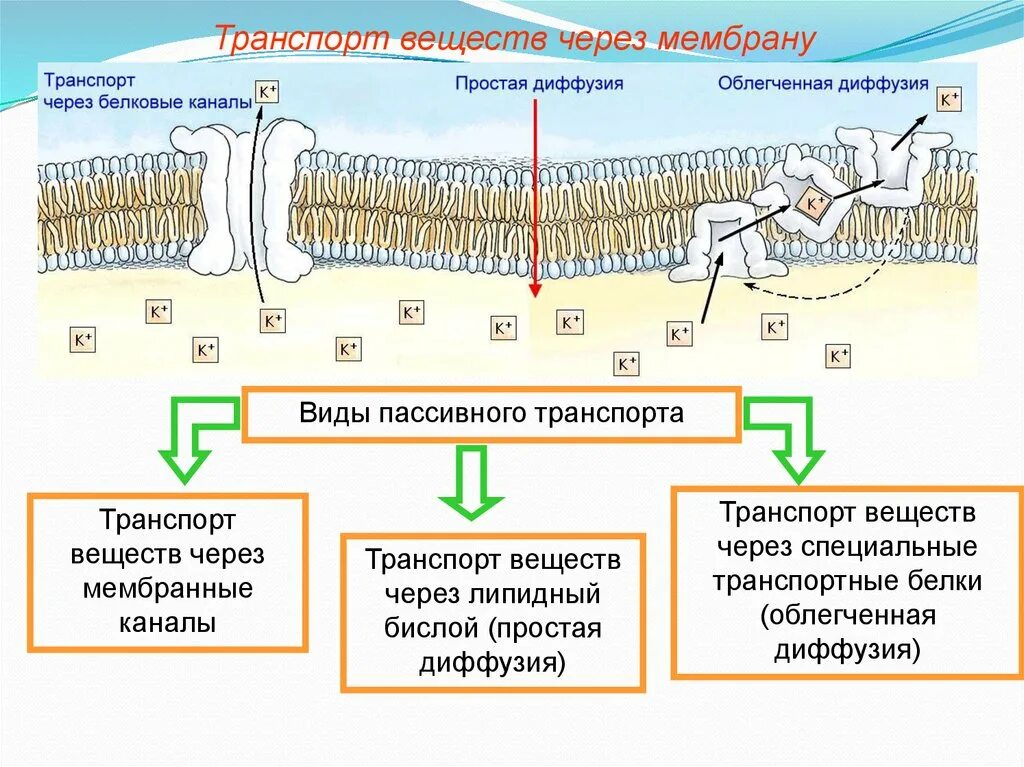 Простая диффузия веществ через мембрану. Мембранный транспорт пассивный активный облегченный. активный транспорт веществ через биологическую мембрану. активный и пассивный транспорт веществ через мембрану. виды пассивного и активного транспорта через мембрану.