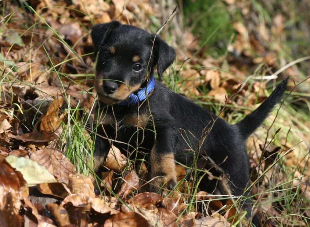 немецкий ягдтерьер гладкошерстный. немецкий охотничий терьер ягдтерьер. яг терьеры. немецкий ягдтерьер. немецкий ягдтерьер терьеры.