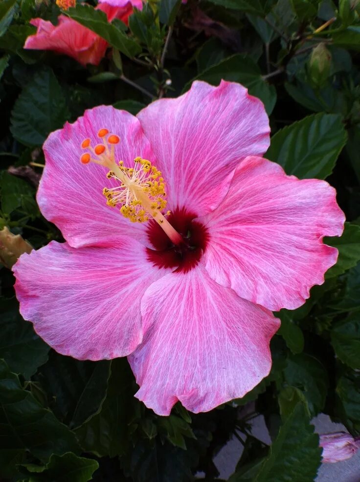 Hibisco Hibiscus plant, Hibiscus tree, Growing hibiscus