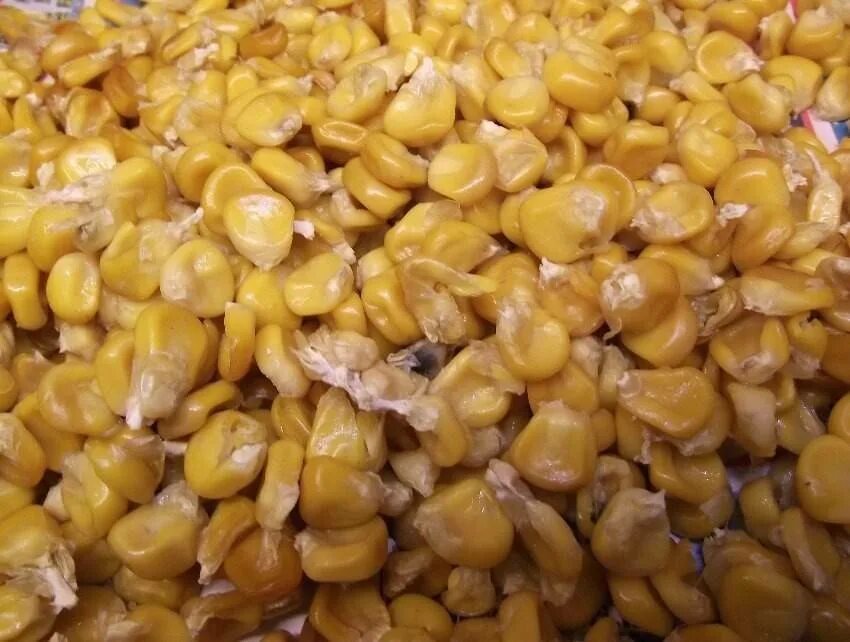 Замачивать ли кукурузу