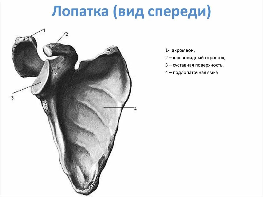 Лопатка анатомия вид спереди. Строение лопатки вид спереди. Лопатка анатомия Синельников.