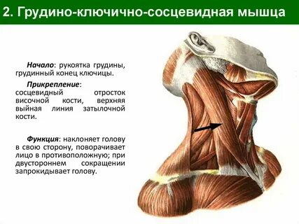 Ножки грудино ключично сосцевидной мышцы