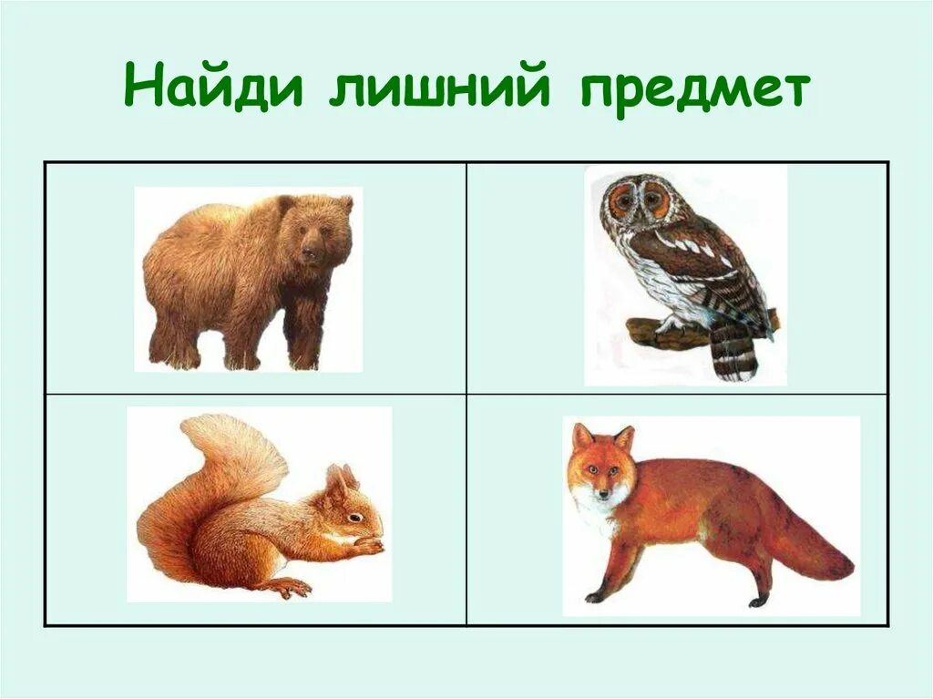 Какая группа животных здесь лишняя. Четвертый лишний лесные животные. четвертый лишний дикие животные старшая группа. кто лишний животные для детей. найди кто лишний.