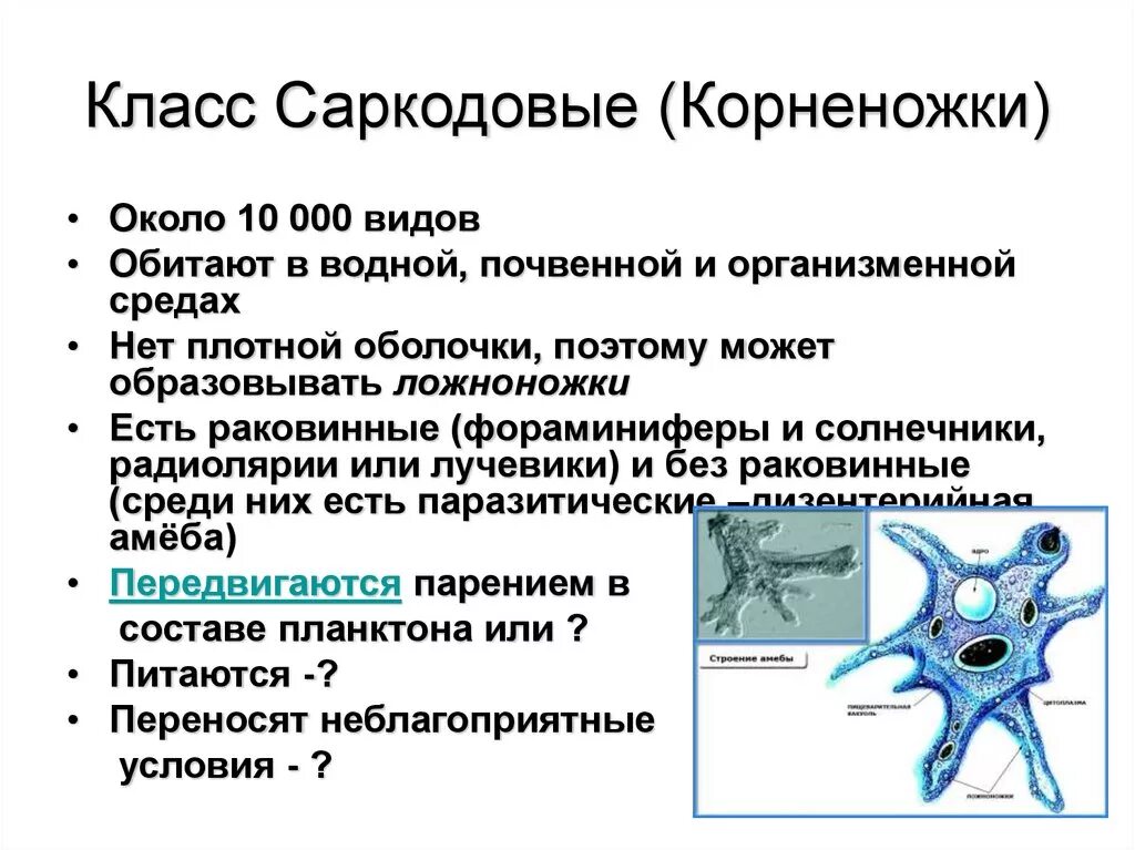 Какой способ характерен для амебы. Таблица по биологии 7 класс Саркодовые корненожки. Свободноживущие корненожки. Представители класса Саркодовые корненожки. Корненожки таблица по биологии 7 класс.