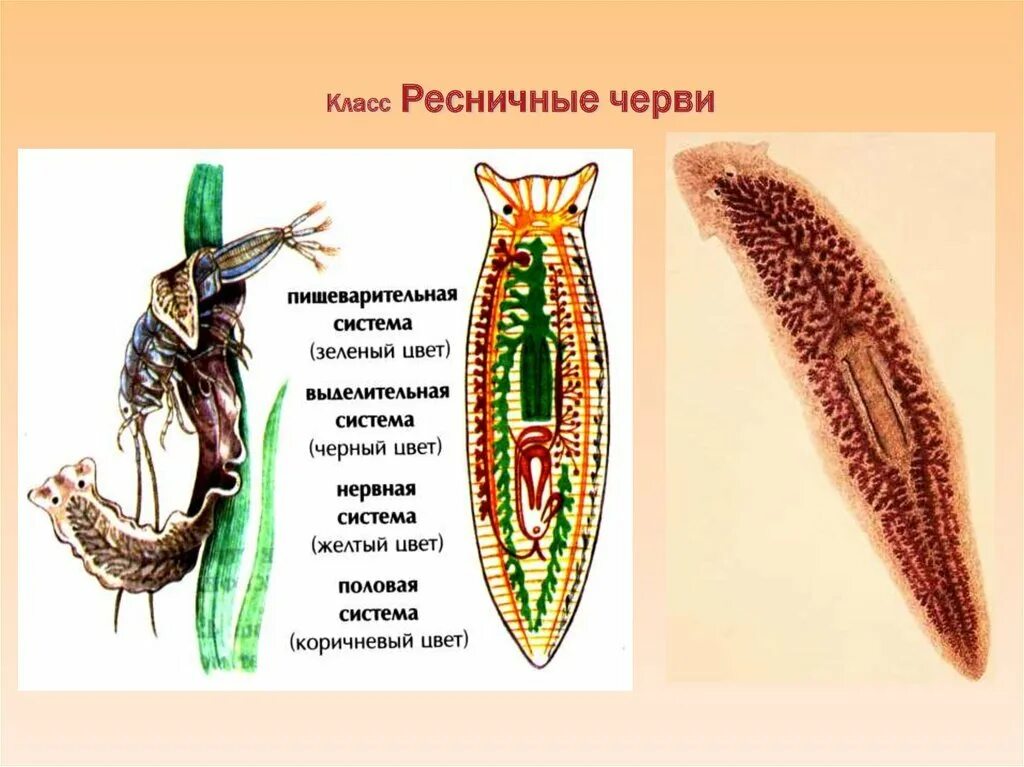 Система ресничных червей