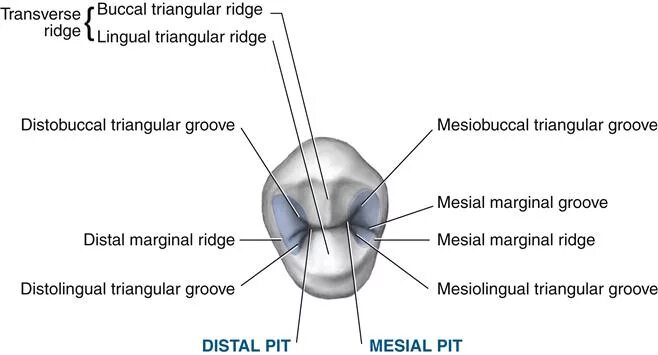 Ridge перевод. Triangular Ridge. Teeth Ridge.