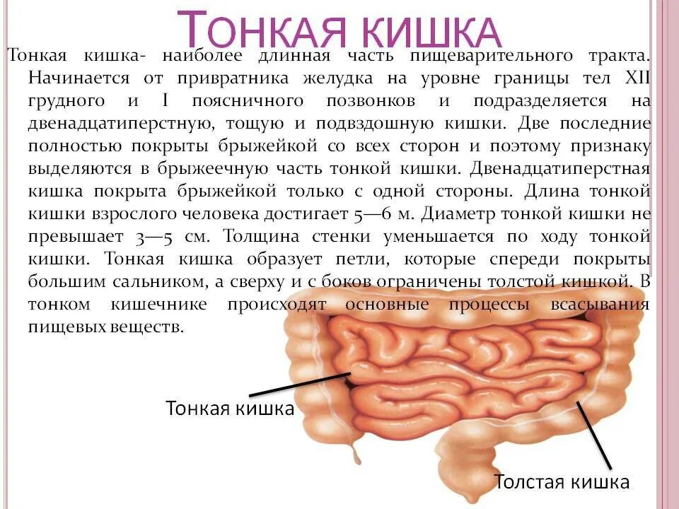 В тонкую кишку открываются. Тонкий кишечник начинается с.