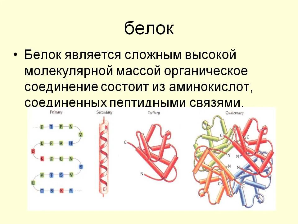 Группы соединений белков. Из чего состоит белок. Молекула белка состоит из. Молекулы белков состоят из. Белки состоят из.