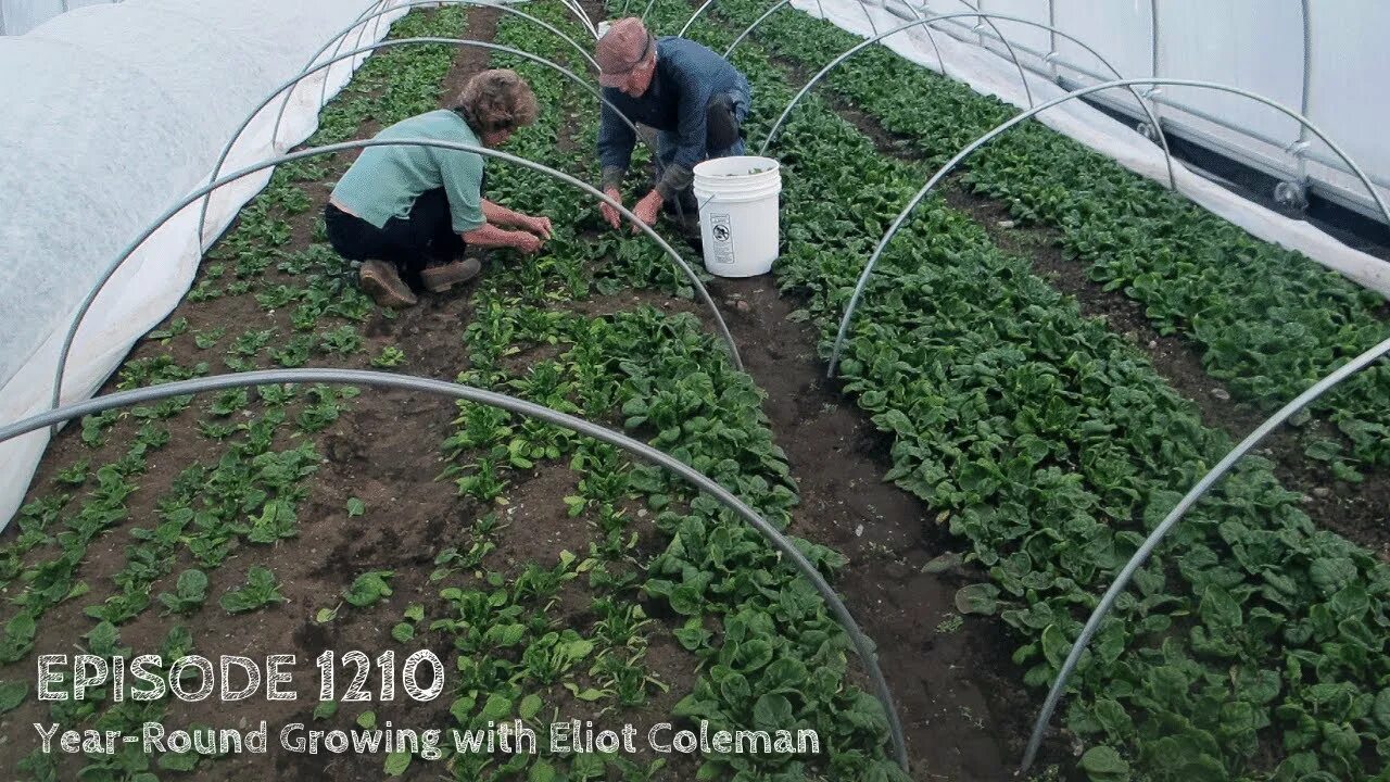 Growing round. Балаган парник. Сельскохозяйственный труд в теплицах. Срезка базилика в теплице зимой. Сад огород и зимняя теплица ютуб.