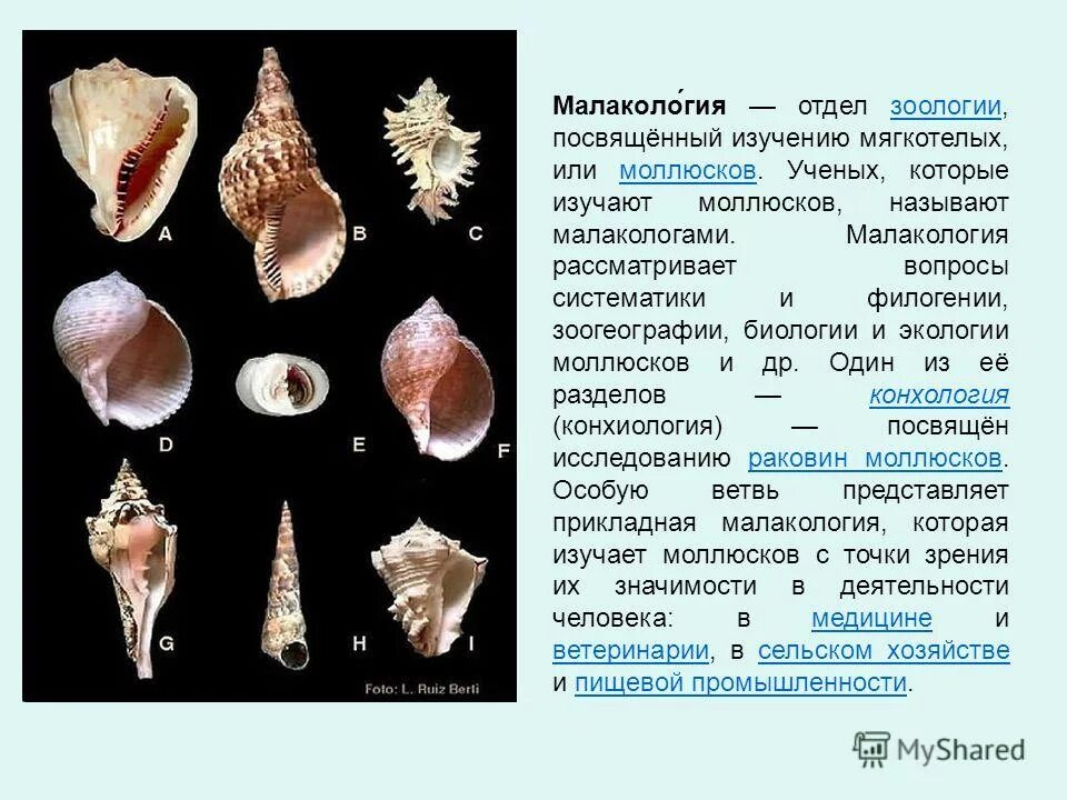 Моллюски виды и названия. Тип моллюски брюхоногие представители. Тип моллюски класс головоногие рисунок. Анатомия моллюска. Строение ракушки.