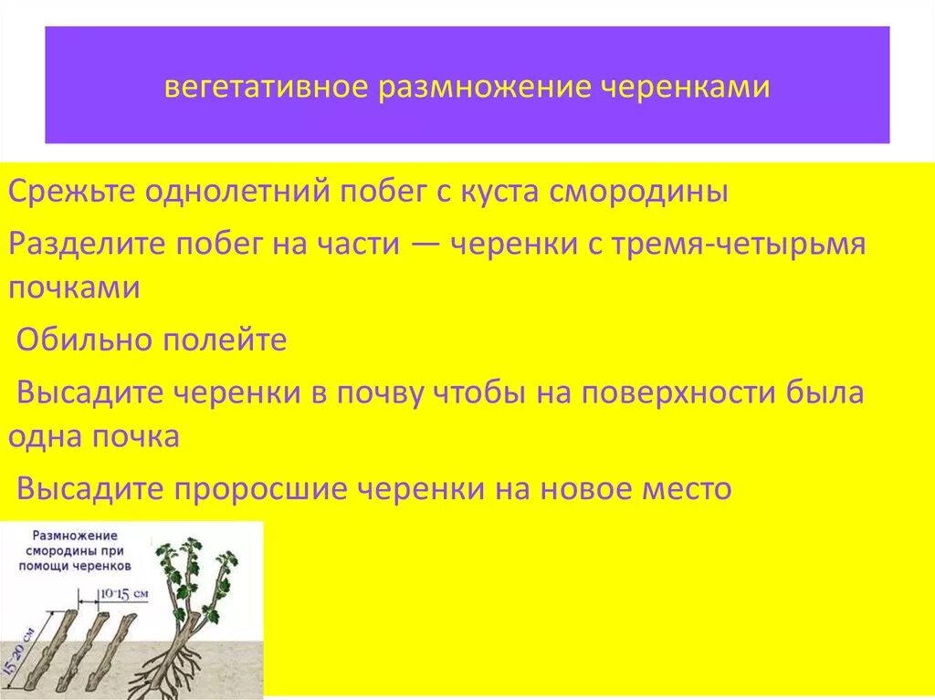 Вегетативное размножение растений. Вегетативное размножение отростками. Размножение черенками вегетативное размножение. Инструкция вегетативного размножения. Какое значение вегетативного размножения