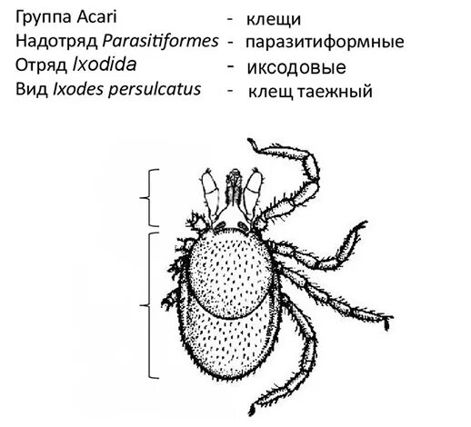 Иксодовые клещи являются переносчиками. Таежный клещ систематика. Иксодовый клещ классификация. Иксодовый клещ систематика. Таежный клещ систематическое положение.