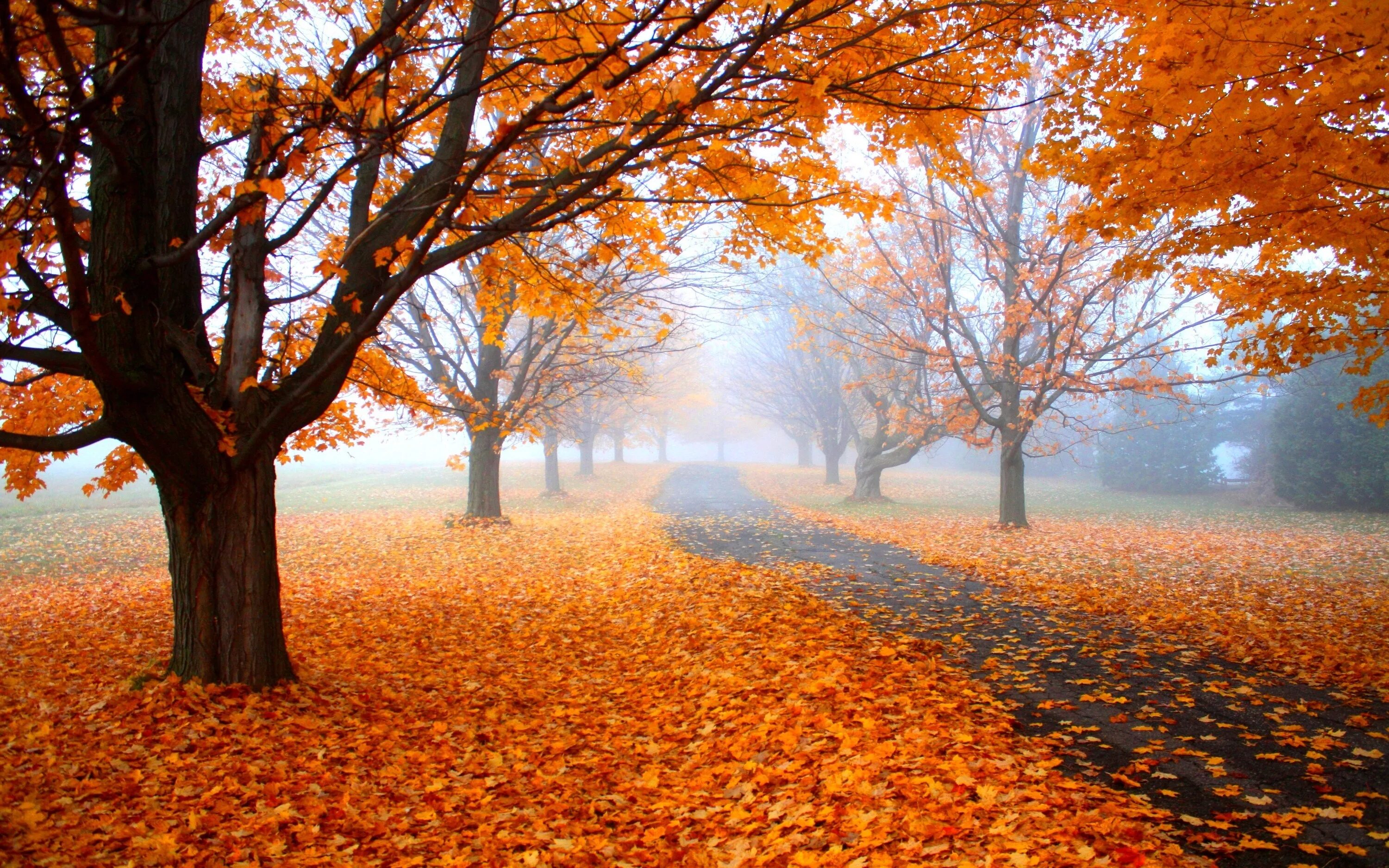 Natural fall. Осень. Осеннее дерево. Осень листопад. Красивая осень.