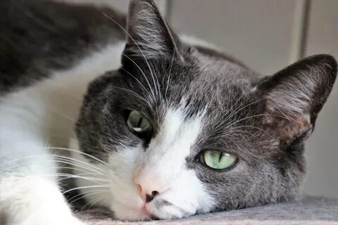 Умеют ли коты