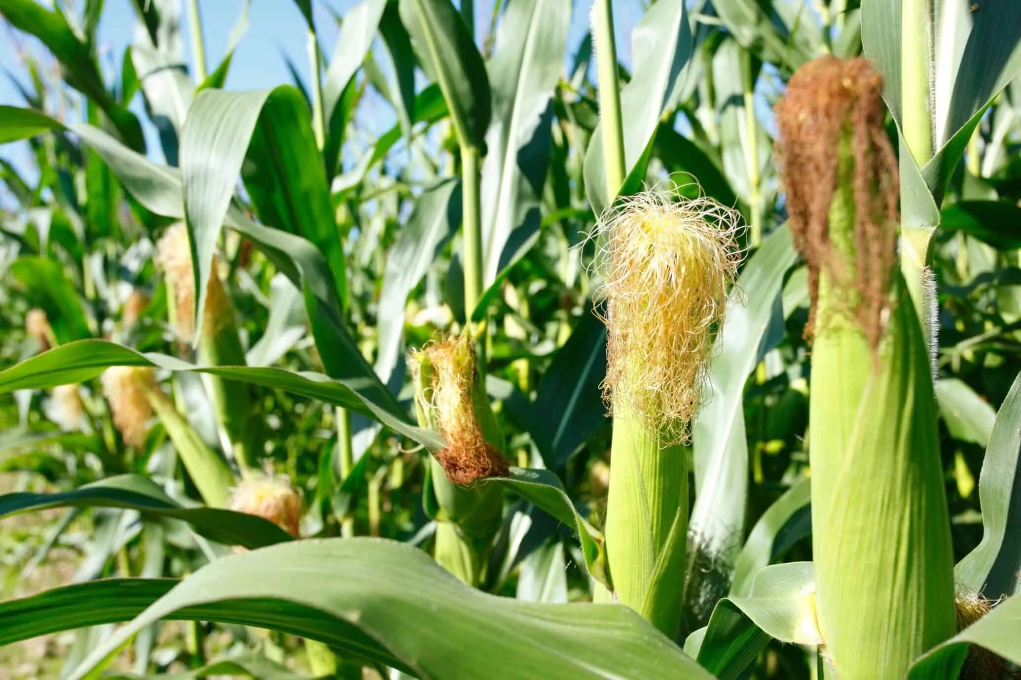 Фото кукурузы. Zea Mays кукуруза. Кукуруза злаковое растение. Кукуруза Полевая. Кукуруза сахарная растение.